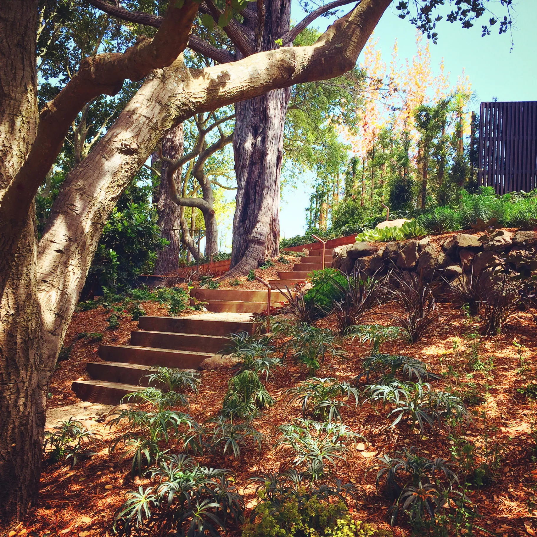 Hillside terraced garden