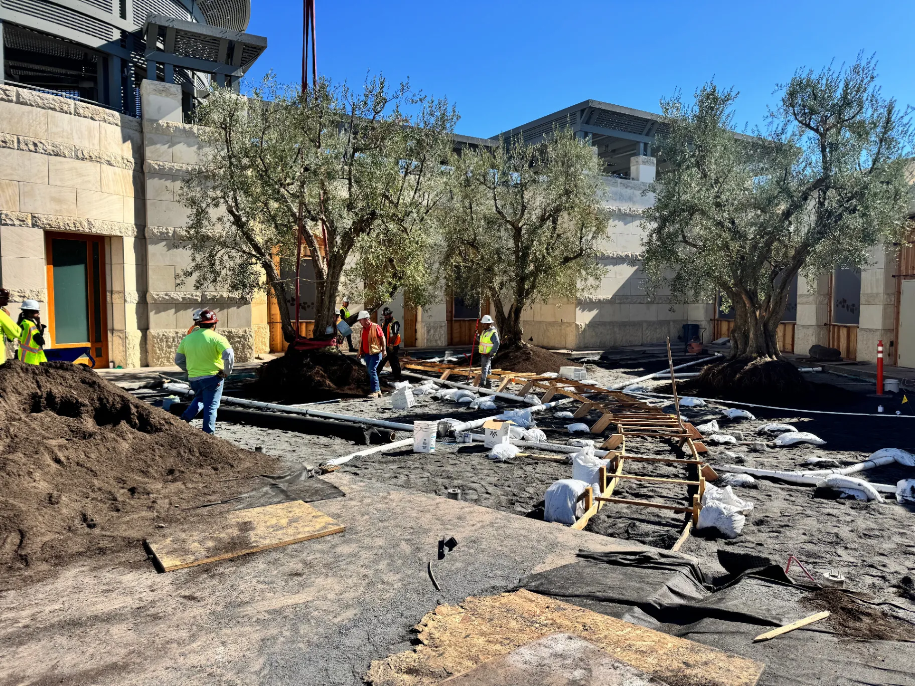 Olive tree installation