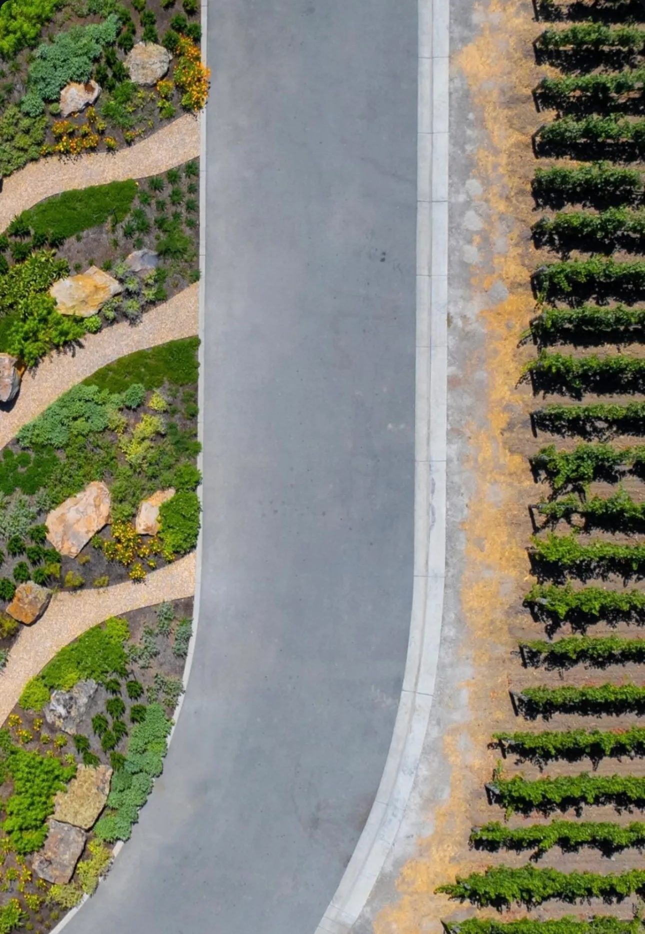 Aerial vineyard road design